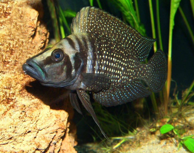 Altolamprologus calvus 'Black Congo'